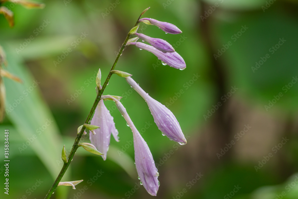 Blooming hosta flowers on green backgeound. Beauty in nature Blooming hosta flowers on green backgeound. Beauty in nature