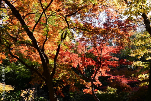 紅葉