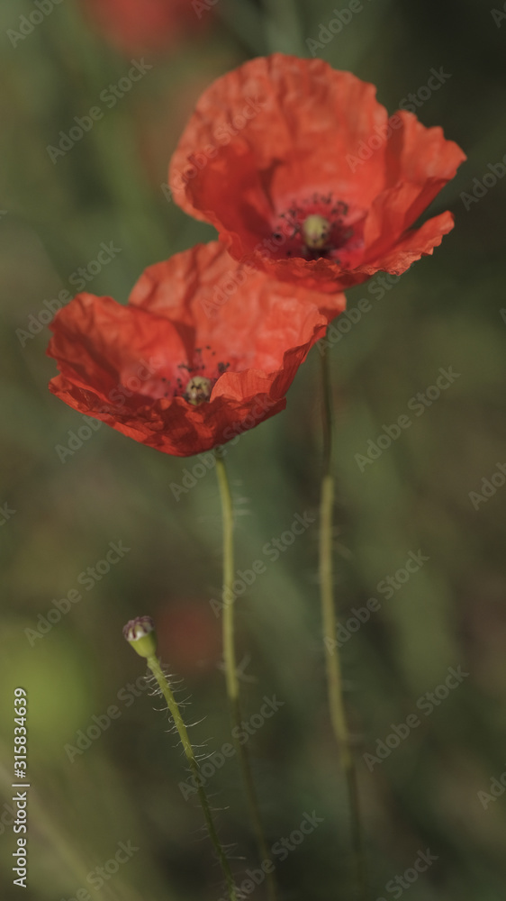 Obraz premium Red poppy in the spring meadow