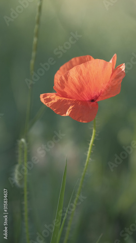 Beautiful single red poppy on spring meadow close up. Natural spring background