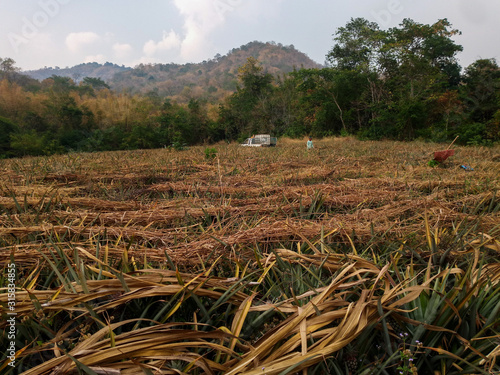 Landscape of Pineapple Plantation in Thailand