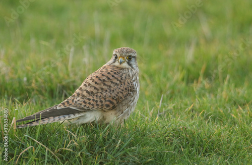 A stunning Kestrel, Falco tinnunculus, standing on the grass in a field. It has been capturing and eating worms and insects.
