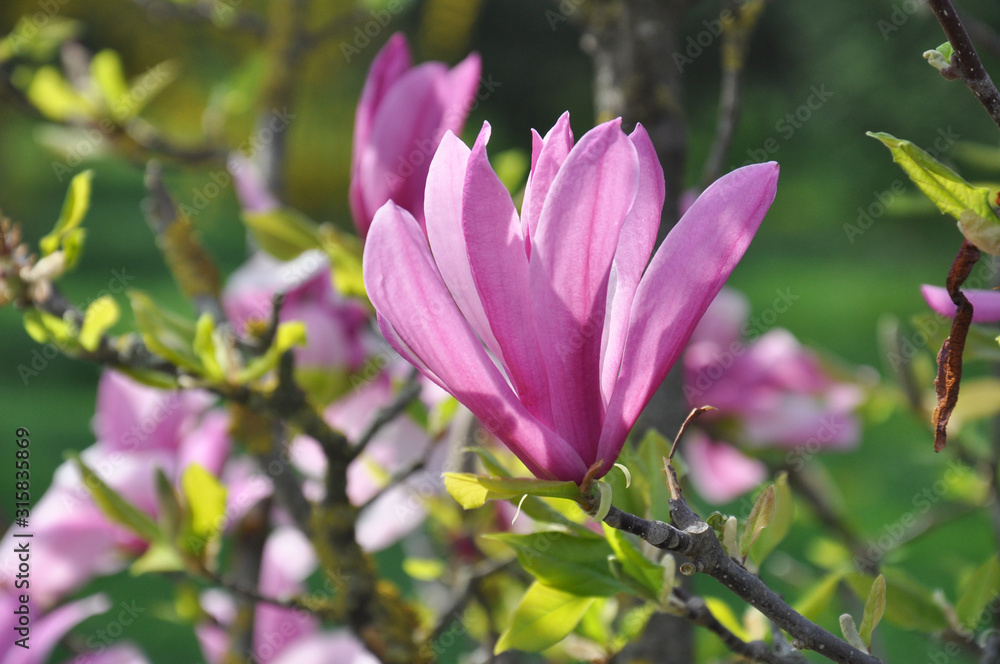Magnolia tree blossom. Magnolia Susan, pink flowers. Spring bloom. Magnolia tree blossom. Magnolia Susan, pink flowers. Spring bloom.