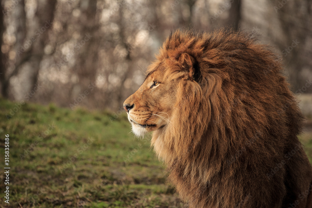 Naklejka premium portrait of a lion