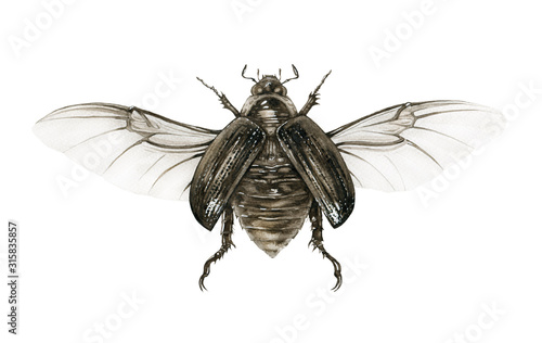 Fotografie, Tablou Top view beetle watercolor illustration