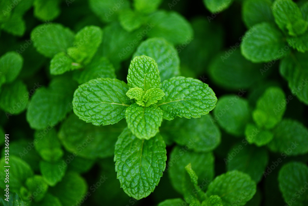 peppermint leaf in the garden background - Fresh mint leaves in a nature green herbs or vegetables food peppermint leaf in the garden background - Fresh mint leaves in a nature green herbs or vegetables food