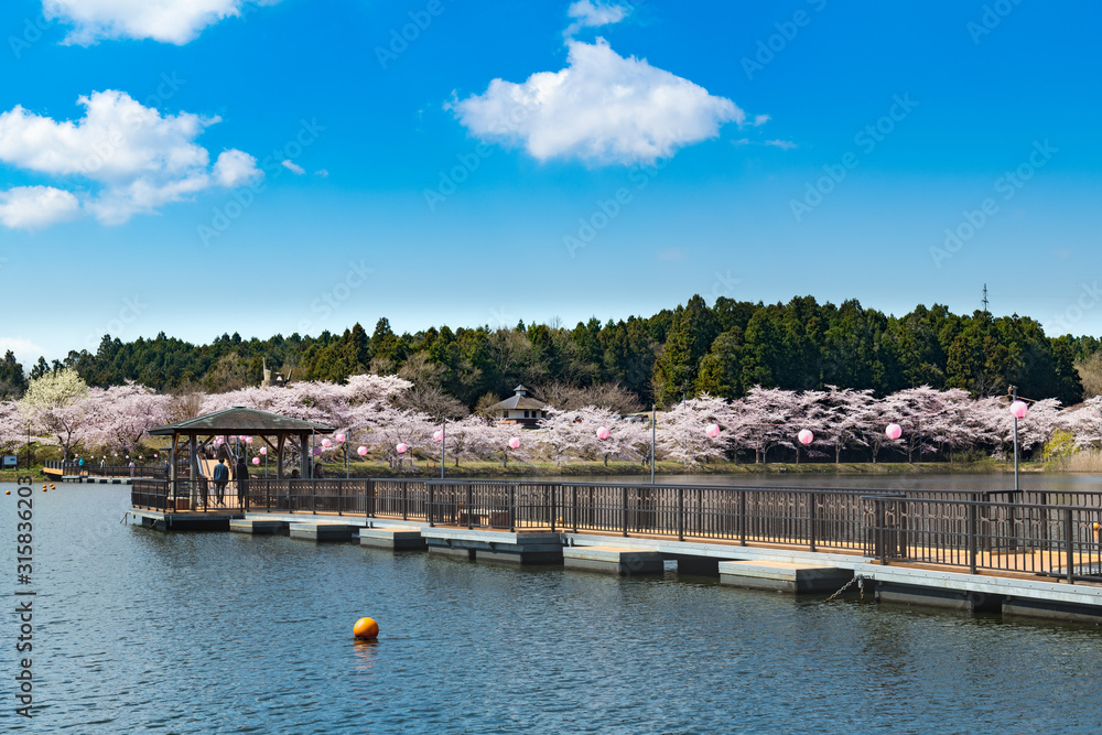 宮城平筒沼ふれあい公園の浮橋と満開の桜並木