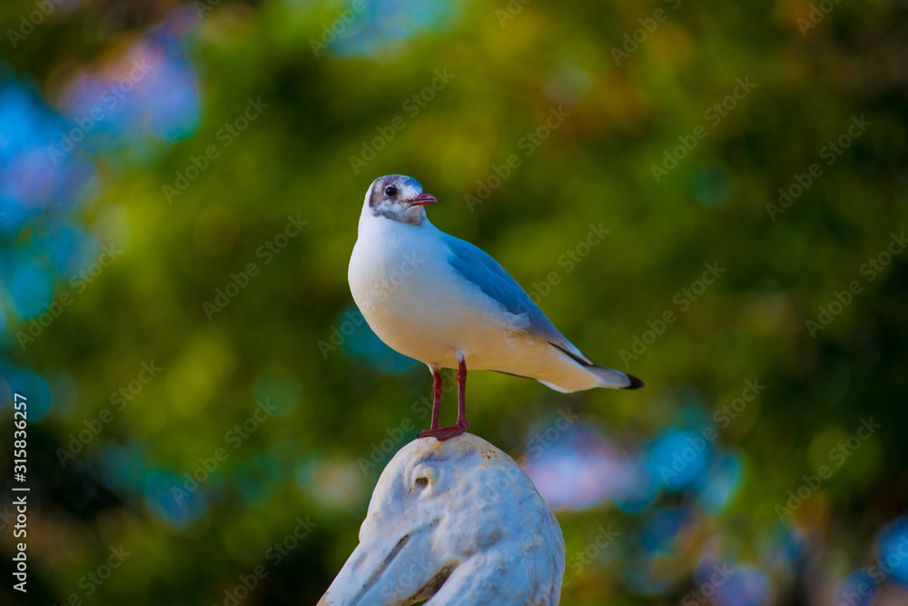 Obraz premium Bird in the Tourists destination Barcelona, Spain. Barcelona is known as an Artistic city located in the east coast of Spain..