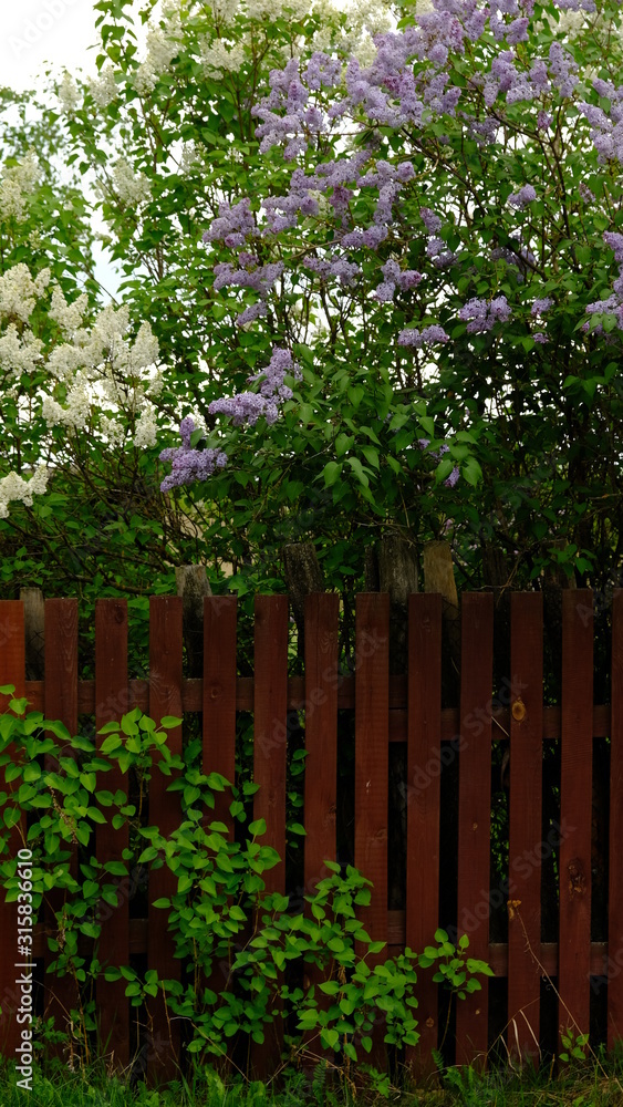 Lilac bushes behind a rustic wooden fence that was leaning in the village .  On a spring and summer day. The concept of the countryside. Gardening. Plant flowers. Vertical frame