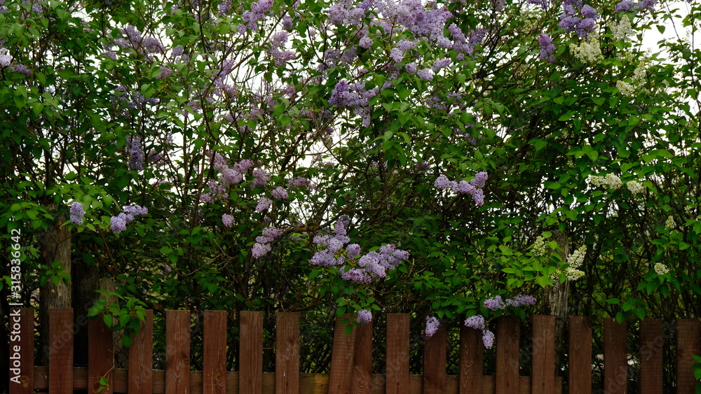 Lilac bushes behind a rustic wooden fence that was leaning in the village . On a spring and summer day. The concept of the countryside. Gardening. Plant flowers. Vertical frame Lilac bushes behind a rustic wooden fence that was leaning in the village . On a spring and summer day. The concept of the countryside. Gardening. Plant flowers. Vertical frame