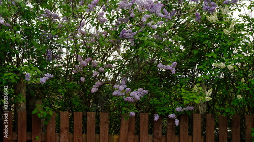  Lilac bushes behind a rustic wooden fence that was leaning in the village . On a spring and summer day. The concept of the countryside. Gardening. Plant flowers. Vertical frame