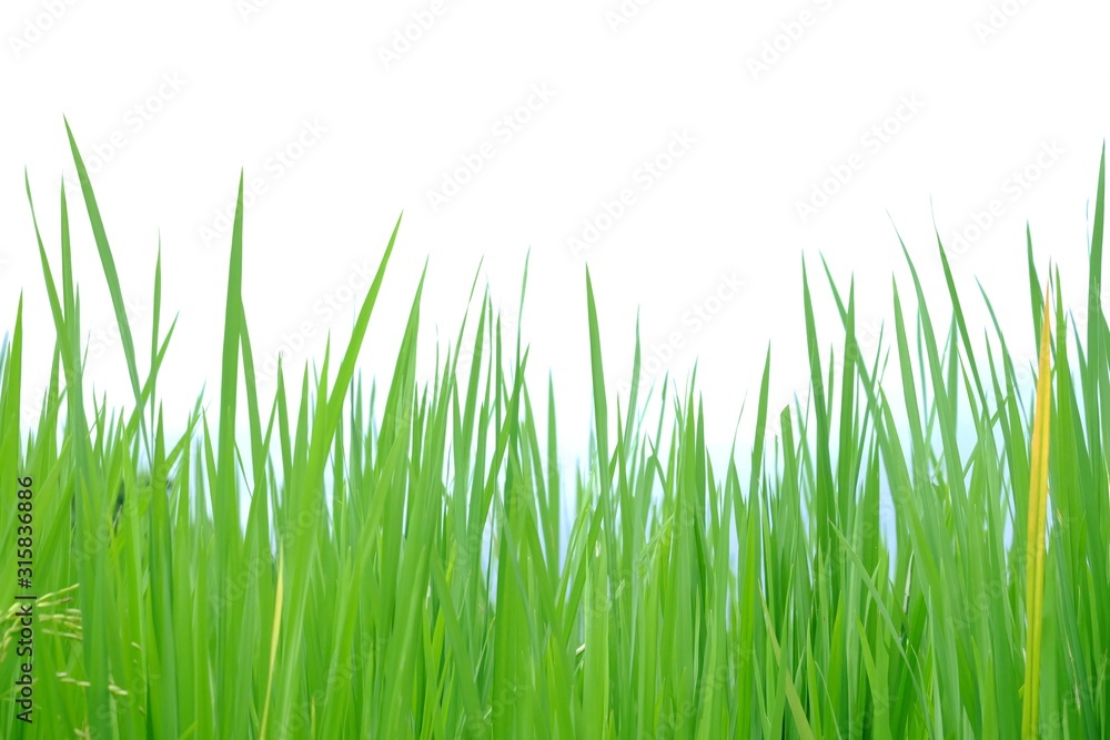 Wild grass plant leaves on white isolated background for green foliage backdrop Wild grass plant leaves on white isolated background for green foliage backdrop
