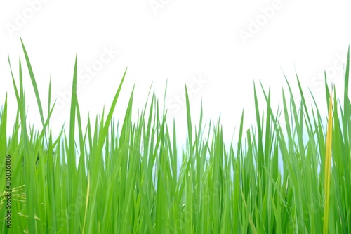 Wild grass plant leaves on white isolated background for green foliage backdrop 