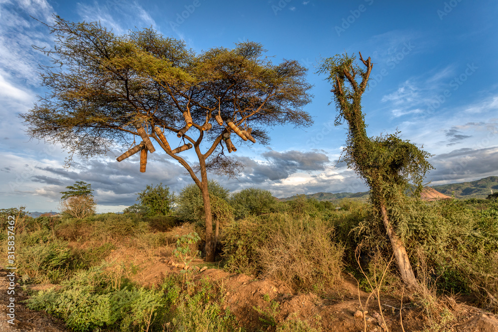 Ethiopian landscape with traditional bee hives on an acacia tree. Ethiopia, near lake Chamo. Africa