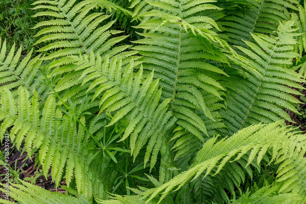 Green fern in a forest