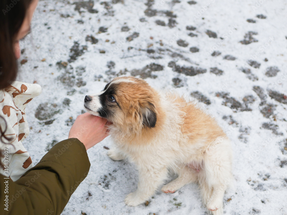 Hand smooth puppy on a winter background. love for stray dogs. Girl stroking a puppy