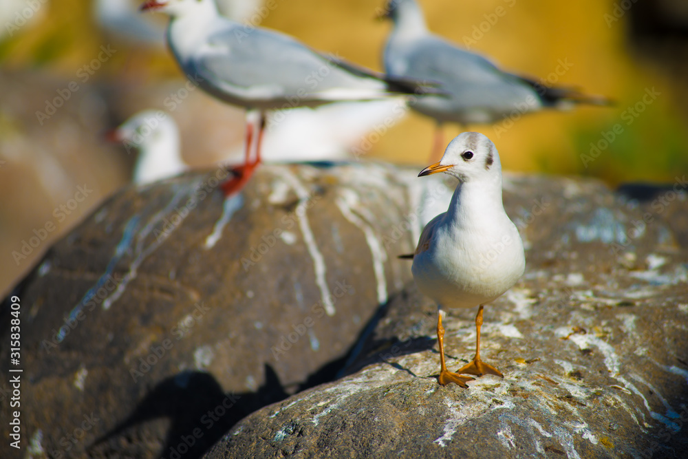 Fototapeta premium Birds in Barcelona, Spain. Barcelona is known as an Artistic city located in the east coast of Spain..