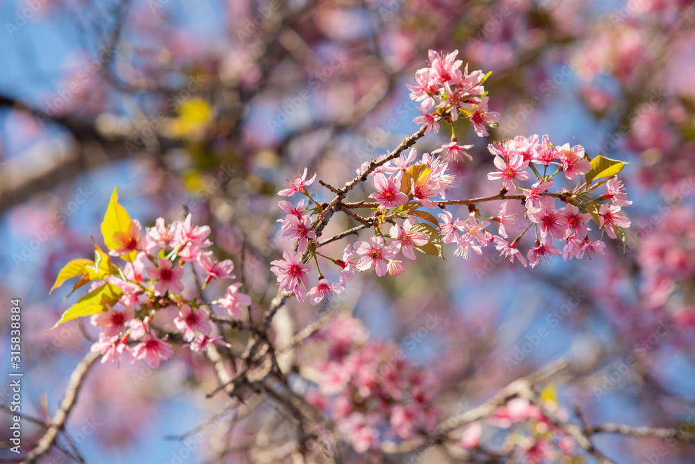 pink blossom sakura in thailand pink blossom sakura in thailand