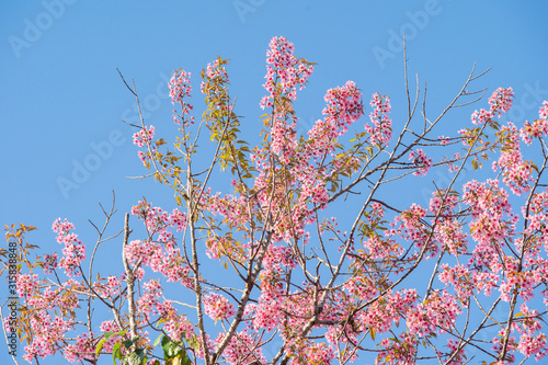 pink blossom sakura in thailand
