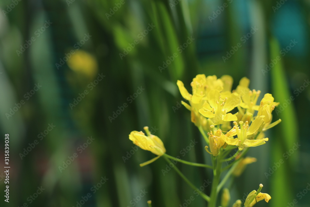 Obraz premium 水菜の花