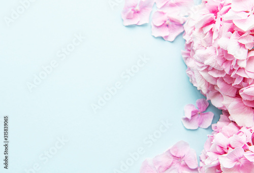 Pink hydrangea flowers on blue background