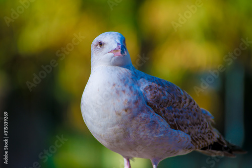 Seagull in the Tourists destination Barcelona, Spain. Barcelona is known as an Artistic city located in the east coast of Spain.. photo