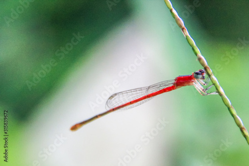 Wallpaper Mural red dragonfly photo with green soft blurr background Torontodigital.ca