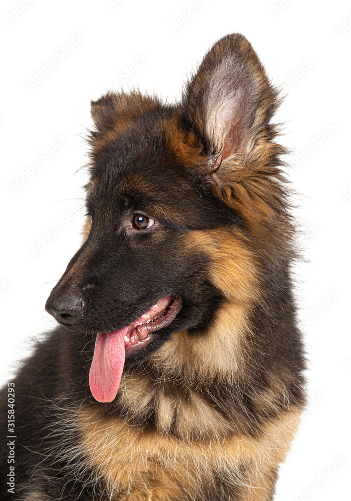 German shepherd puppy isolated on white background German shepherd puppy isolated on white background