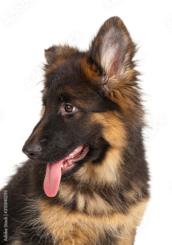 German shepherd puppy isolated on white background © fotofabrika