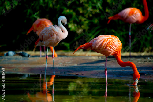 Flamingos in the Tourists destination Barcelona  Spain. Barcelona is known as an Artistic city located in the east coast of Spain..