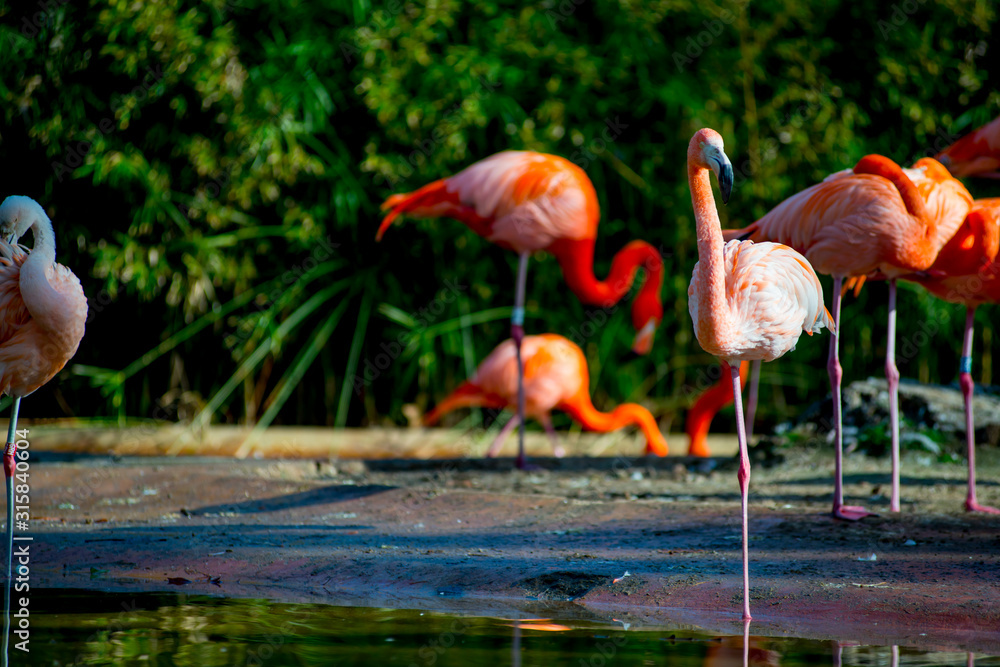 Fototapeta premium Flamingos in the Tourists destination Barcelona, Spain. Barcelona is known as an Artistic city located in the east coast of Spain..