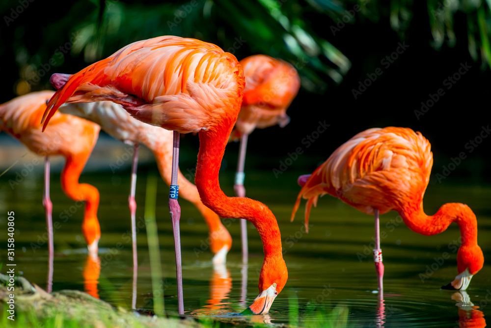 Flamingos in the Tourists destination Barcelona, Spain. Barcelona is known as an Artistic city located in the east coast of Spain.. Flamingos in the Tourists destination Barcelona, Spain. Barcelona is known as an Artistic city located in the east coast of Spain..