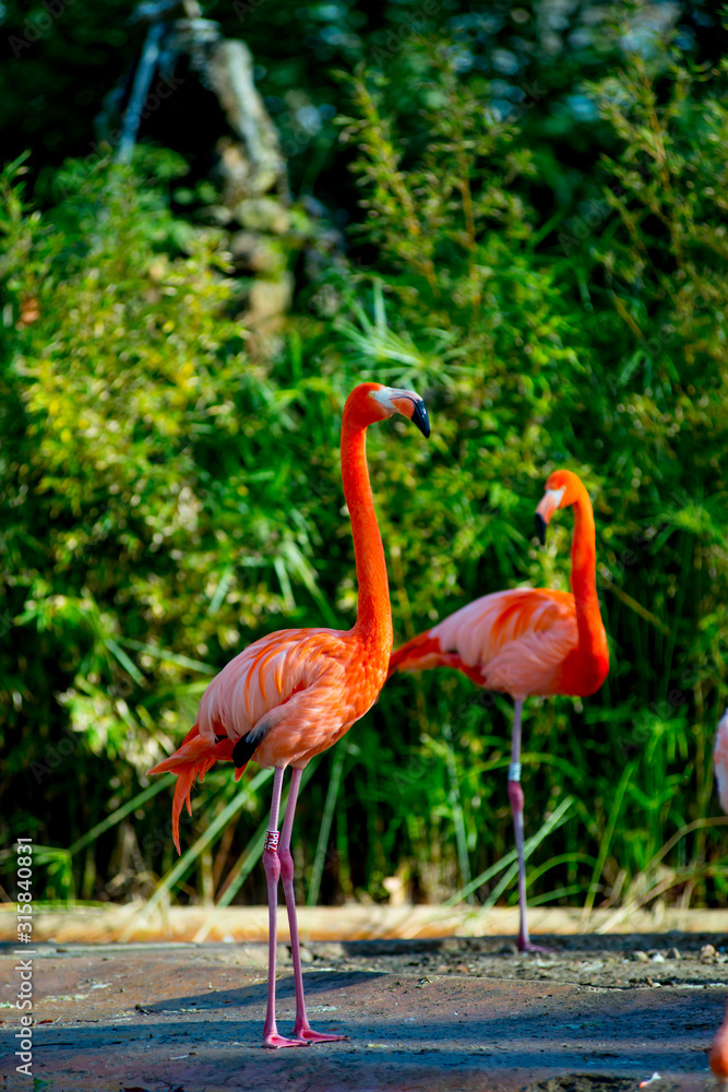 Fototapeta premium Flamingos in the Tourists destination Barcelona, Spain. Barcelona is known as an Artistic city located in the east coast of Spain..