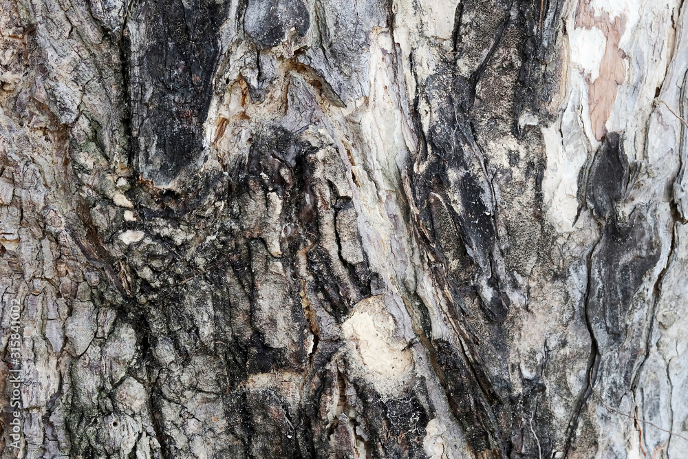 Texture of old tree bark of long living trees in the garden shows the truth of life that declined by the time Texture of old tree bark of long living trees in the garden shows the truth of life that declined by the time