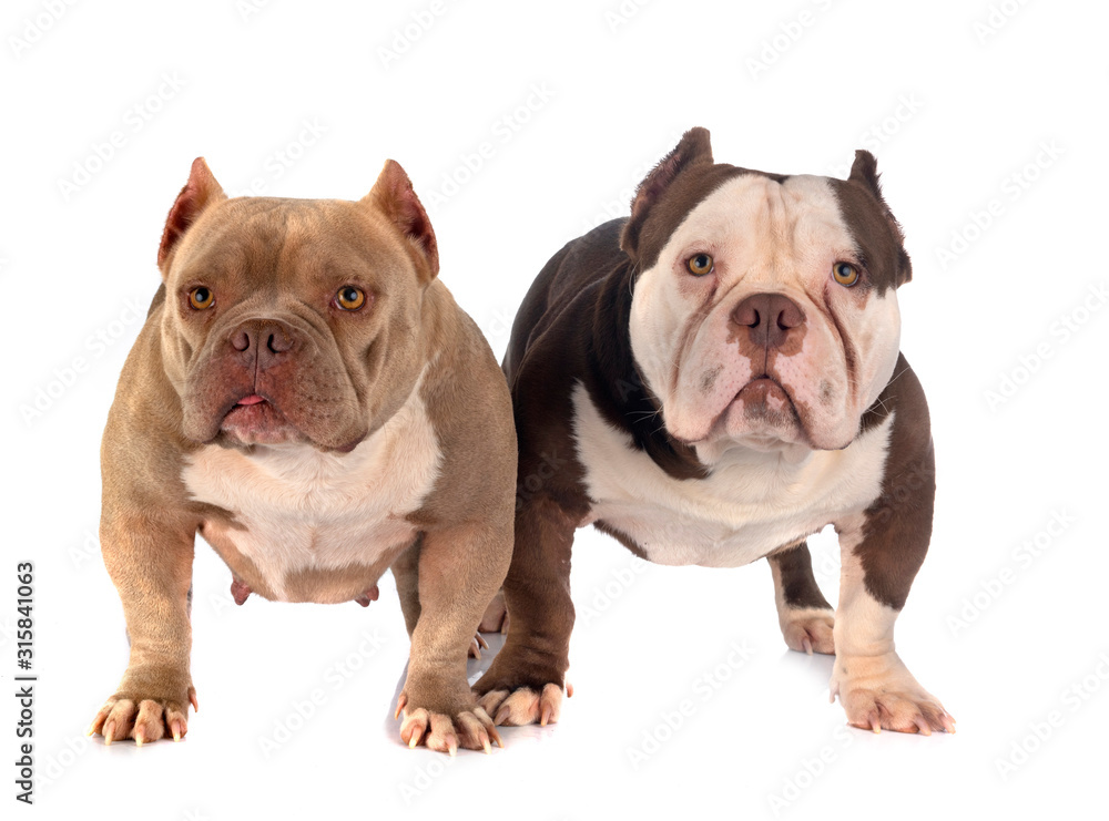 Fototapeta premium american bullies in studio