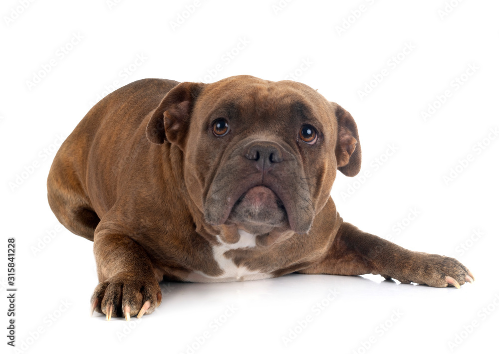 american bully in studio american bully in studio