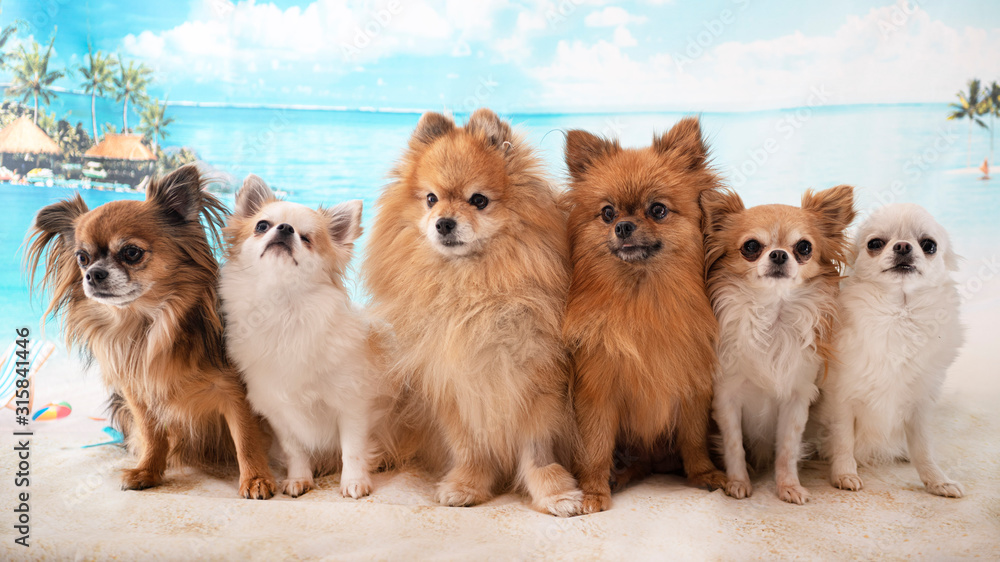 chihuahua and spitz chihuahua and spitz