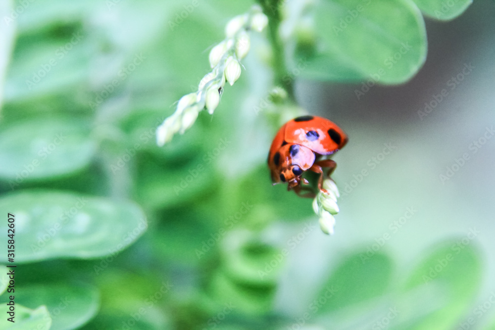 photo of a red ladybird on a leaf with a blur background photo of a red ladybird on a leaf with a blur background