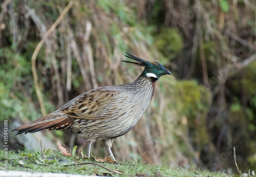 Koklass Pheasant, Pucrasia macrolopha, Kedarnath Wildlife Sanctuary, Chopta, Uttarakhand, India