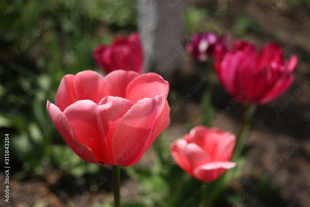 Pink tulips bloom in the garden on a bright sunny day. Pink tulips bloom in the garden on a bright sunny day.