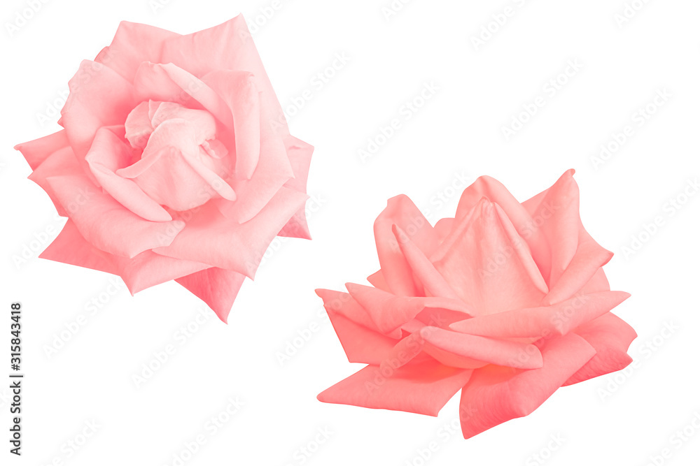 Pink rose isolated on the white background. Photo with clipping path. Pink rose isolated on the white background. Photo with clipping path.