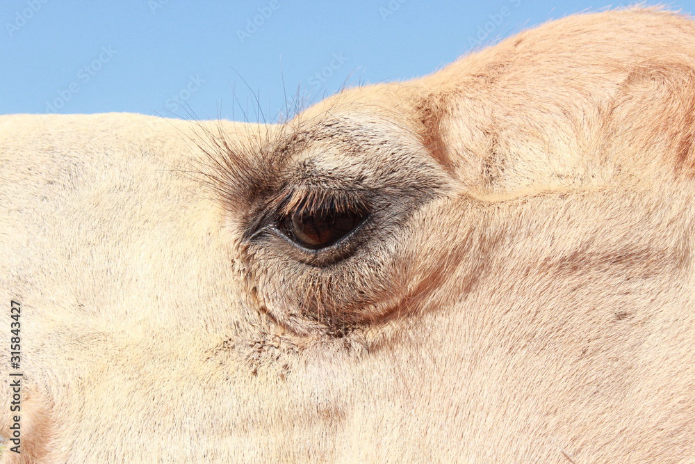 Camel Eyelids Video