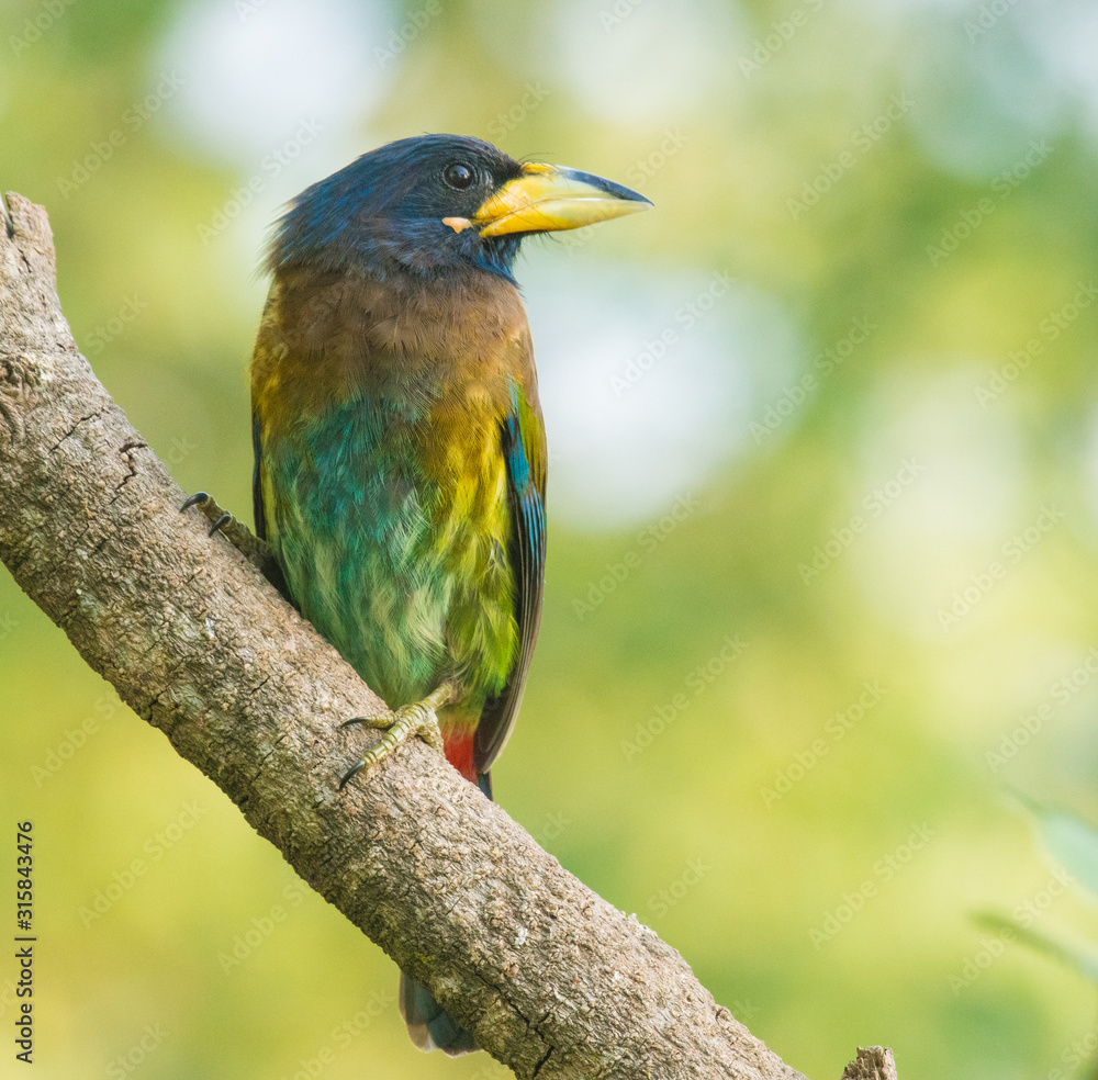 Obraz premium Great Barbet perched on a tree branch