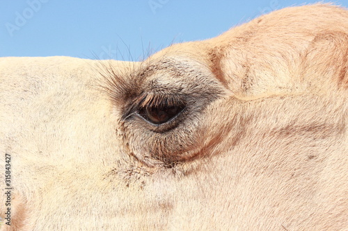 Close-up of a camel's eye in the desert on the outskirts of Dubai