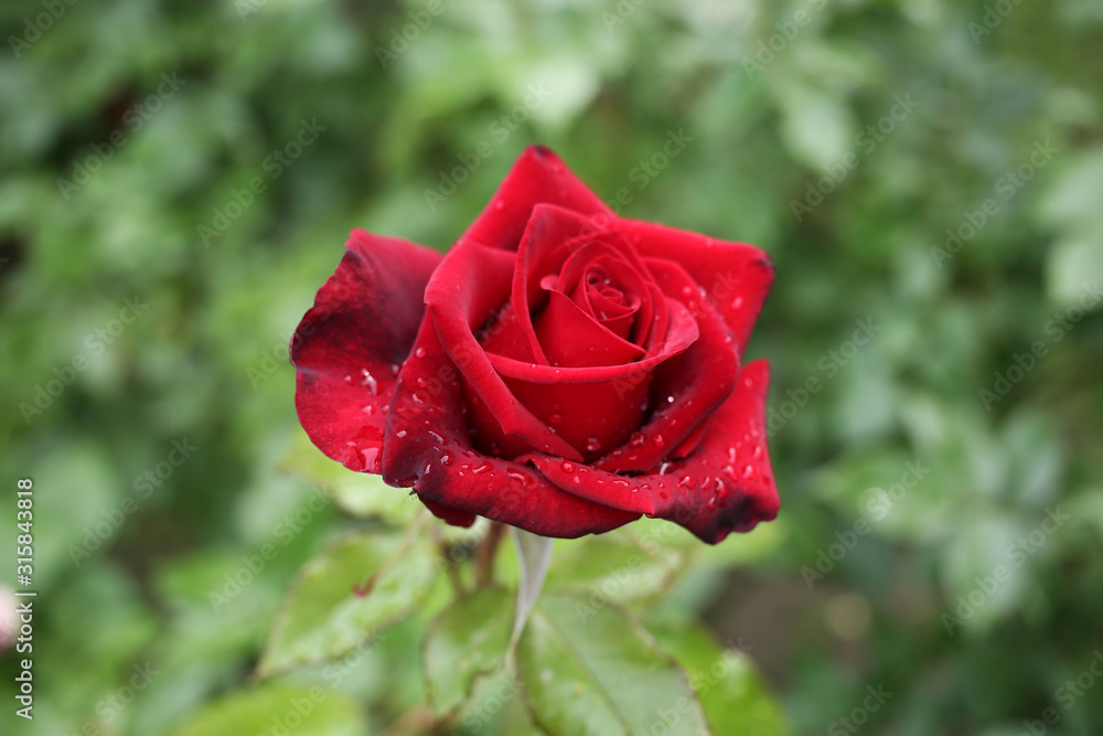 Small red, velvet rose with bright drops of summer rain. Small red, velvet rose with bright drops of summer rain.