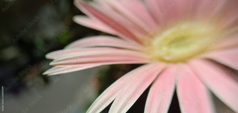 Fototapeta premium closeup of a flower