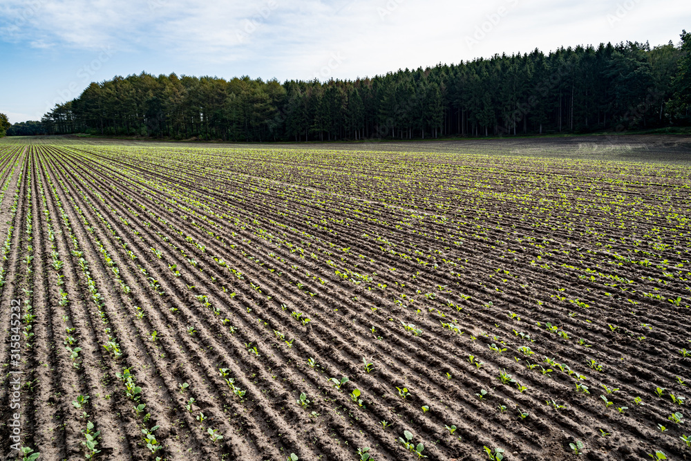 Feld mit Winterraps - junge Rapspflanzen Feld mit Winterraps - junge Rapspflanzen