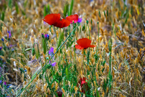 A close-up photo of a poppy flower in a field