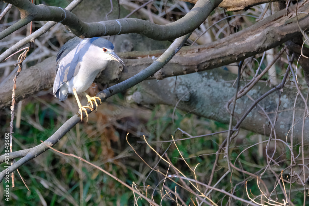 black crowned night heron on branch black crowned night heron on branch
