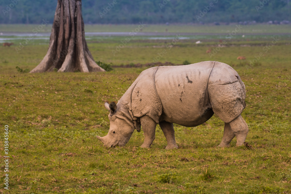 Great Indian Rhinoceros and its calf in Kaziranga National Park Great Indian Rhinoceros and its calf in Kaziranga National Park